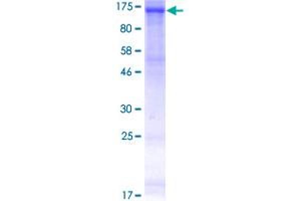 EPH Receptor B3 Protein (EPHB3) (AA 1-998) (GST tag)