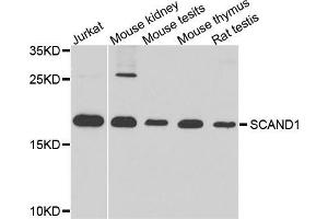 Western blot analysis of extracts of various cell lines, using SCAND1 antibody (ABIN5974825) at 1/1000 dilution. (SCAND1 Antikörper)