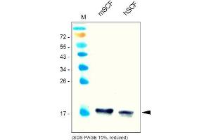 Western Analysis of anti-Mouse SCF Cat. (KIT Ligand Antikörper  (AA 26-189))