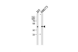 Lane 1: 293 Cell lysates, Lane 2: NIH/3T3 Cell lysates, probed with JUN (1306CT545. (C-JUN Antikörper)