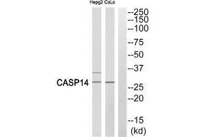 Western blot analysis of extracts from COLO cells and HepG2 cells, using Caspase 14 (p10, Cleaved-Lys222) antibody. (CASP14 Antikörper  (Cleaved-Lys222))