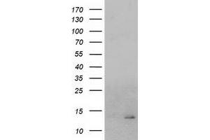 Image no. 2 for anti-Coiled-Coil-Helix-Coiled-Coil-Helix Domain Containing 5 (CHCHD5) antibody (ABIN1497491) (CHCHD5 Antikörper)