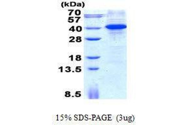 MYD88 Protein