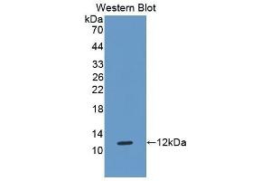 Western Blotting (WB) image for anti-HLA Class I Histocompatibility Antigen, alpha Chain G (HLAG) (AA 29-117) antibody (ABIN1175104) (HLAG Antikörper  (AA 29-117))
