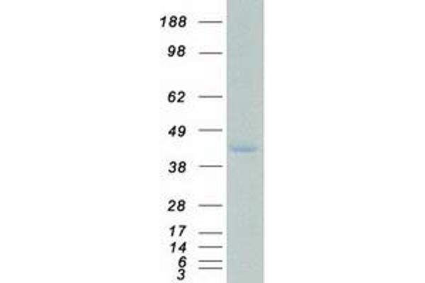 SSBP2 Protein (Myc-DYKDDDDK Tag)