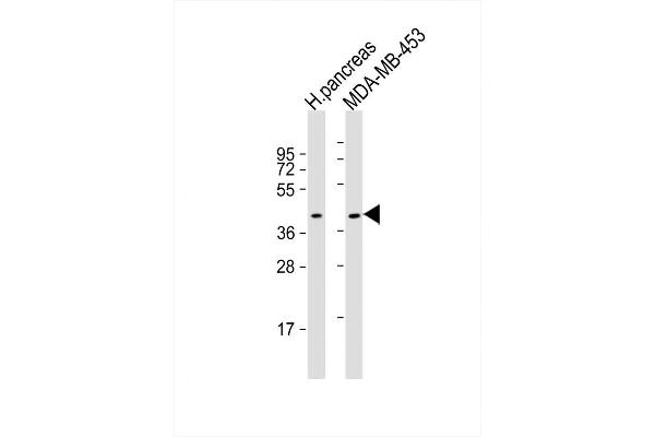 HHLA2 Antikörper  (N-Term)