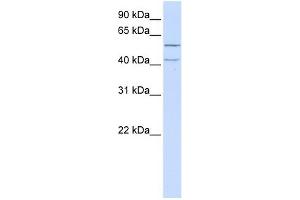 LRRC23 antibody used at 1 ug/ml to detect target protein. (LRRC23 Antikörper  (N-Term))