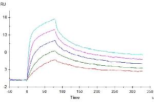 Surface Plasmon Resonance (SPR) image for CD3E & CD3G protein (His tag) (ABIN7274144)