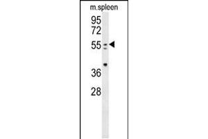 Western blot analysis in mouse spleen tissue lysates (35ug/lane). (PAX7 Antikörper  (C-Term))