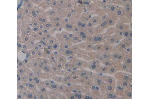 IHC-P analysis of Mouse Tissue, with DAB staining. (Apolipoprotein C-II Antikörper  (AA 13-97))