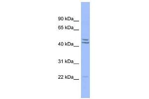 PON1 antibody used at 1 ug/ml to detect target protein. (PON1 Antikörper  (Middle Region))