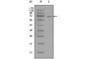 Western Blot showing STAT3 antibody used against full-length STAT3-His recombinant protein (1). (STAT3 Antikörper)