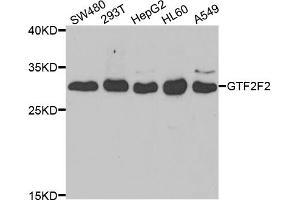 Western blot analysis of extracts of various cell lines, using GTF2F2 antibody (ABIN5973440) at 1/1000 dilution. (GTF2F2 Antikörper)