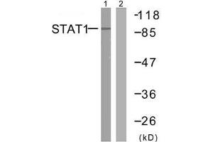 Western blot analysis of extracts from MCF7 cells using STAT1 (Ab-727) antibody (E021177). (STAT1 Antikörper)