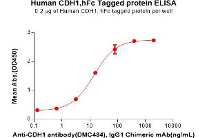 ELISA plate pre-coated by 2 μg/mL (100 μL/well) Human Protein, hFc Tag(ABIN7092826, ABIN7272452 and ABIN7272453) can bind Anti- antibody, IgG1 Chimeric mAb in a linear range of 0. (E-cadherin Protein (AA 23-706) (Fc Tag))