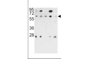 Western blot analysis of PR48 antibody (N-term) (ABIN392195 and ABIN2841900) in 293, NCI-, Hela, K562 and HL60 cell line lysates (35 μg/lane). (PPP2R3B Antikörper  (N-Term))