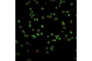 Immunofluorescence Analysis of Jurkat cells labeling CD3e with CD3e Mouse Monoclonal Antibody (UCHT1) followed by Goat anti-Mouse IgG-CF488 (Green). (CD3 epsilon Antikörper)