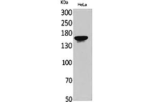 Western Blot analysis of HeLa cells using Jagged1 Polyclonal Antibody. (JAG1 Antikörper  (Internal Region))