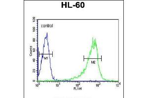 Flow cytometric analysis of HL-60 cells (right histogram) compared to a negative control cell (left histogram). (Phospholipase C beta 1 Antikörper  (C-Term))