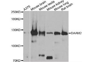 Western blot analysis of extracts of various cell lines, using DAAM2 antibody (ABIN4903447) at 1:1000 dilution. (DAAM2 Antikörper)