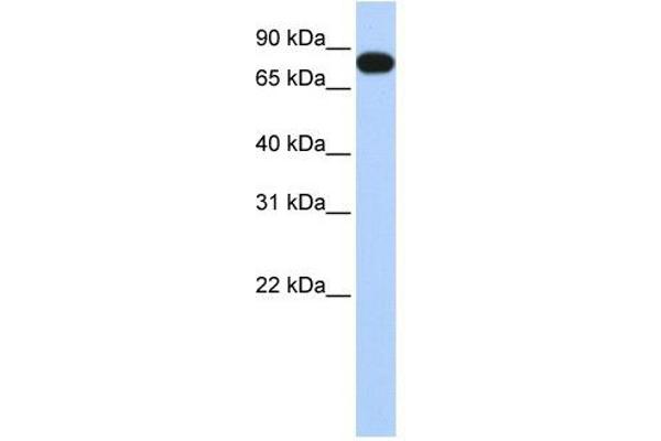 EML3 Antikörper  (N-Term)