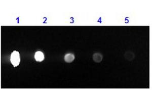 Dot Blot results of Rabbit F(ab')2 Anti-Mouse IgG Antibody Phycoerythrin Conjugated. (Kaninchen anti-Maus IgG (Heavy & Light Chain) Antikörper (PE) - Preadsorbed)