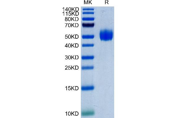 SIRPA Protein (AA 31-370) (His tag)