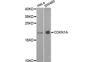 Western Blotting (WB) image for anti-Cyclin-Dependent Kinase Inhibitor 1A (p21, Cip1) (CDKN1A) (AA 1-164) antibody (ABIN1679159) (p21 Antikörper  (AA 1-164))