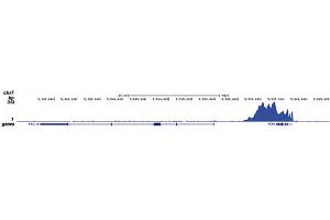 Chromatin Immunoprecipitation (ChIP) image for anti-RNA Polymerase II Subunit RPB1 (POLR2A) (pSer5) antibody (ABIN6655367)