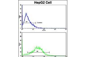 Flow cytometric analysis of HepG2 cells using CD49e Antibody (bottom histogram) compared to a negative control cell (top histogram). (ITGA5 Antikörper  (C-Term))