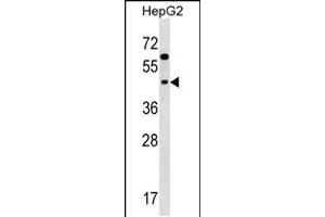 Western blot analysis in HepG2 cell line lysates (35ug/lane). (SIGLEC9 Antikörper  (N-Term))