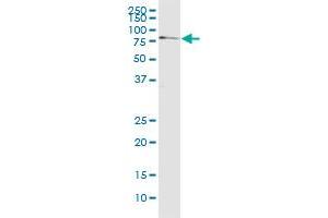 Western Blotting (WB) image for anti-Early Growth Response 1 (EGR1) (AA 444-543) antibody (ABIN560707)