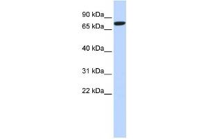 Western Blotting (WB) image for anti-delta-Like 1 (DLL1) antibody (ABIN2459034) (DLL1 Antikörper)
