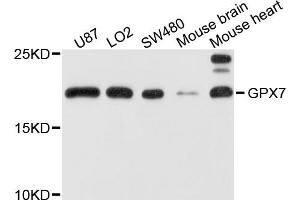 Western blot analysis of extracts of various cell lines, using GPX7 antibody (ABIN1875741) at 1:1000 dilution. (Glutathione Peroxidase 7 Antikörper)