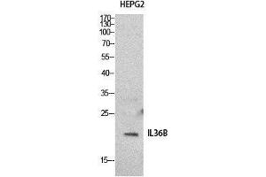 Western Blot (WB) analysis of HepG2 cells using IL-1F8 Polyclonal Antibody. (FIL1h Antikörper  (Internal Region))