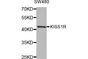 Western blot analysis of extracts of SW480 cells, using KISS1R antibody (ABIN5971525) at 1:350 dilution. (KISS1R Antikörper)
