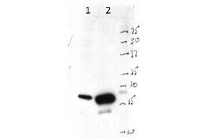 Western Blot of Rabbit anti-Histone 3 antibody. (Histone 3 Antikörper  (C-Term))