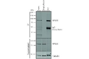 Immunoprecipitation analysis using Mouse Anti-VPS35 Monoclonal Antibody, Clone 7E4 (ABIN6932930). (VPS35 Antikörper  (PE))
