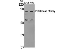 Western Blot analysis of Jurkat (1), Hela (2), diluted at 1:1000. (PI3K p85 alpha/gamma Antikörper)