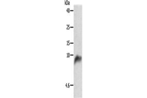 Western Blotting (WB) image for anti-Cytochrome C Oxidase Subunit VIIb (COX7B) antibody (ABIN2427628) (COX7B Antikörper)
