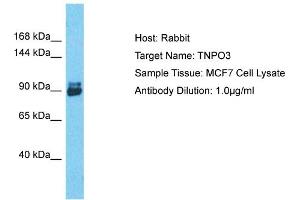 Host: Rabbit Target Name: TNPO3 Sample Tissue: Human MCF7 Whole Cell Antibody Dilution: 1ug/ml (Transportin 3 Antikörper  (C-Term))