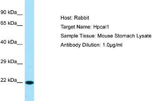 WB Suggested Anti-Hpcal1 Antibody   Titration: 1. (HPCAL1 Antikörper  (C-Term))