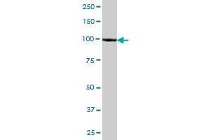 MSH2 MaxPab polyclonal antibody. (MSH2 Antikörper  (AA 1-934))