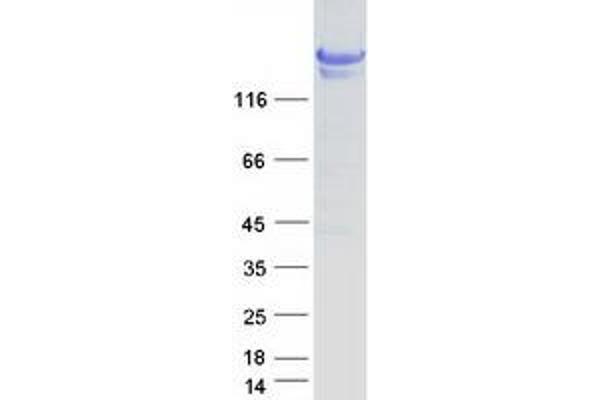 NEO1 Protein (Myc-DYKDDDDK Tag)