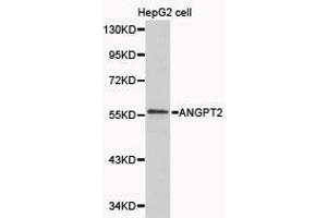 Western Blotting (WB) image for anti-Angiopoietin 2 (ANGPT2) antibody (ABIN1870971) (Angiopoietin 2 Antikörper)