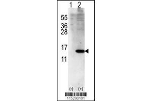 Western blot analysis of ISG15 using rabbit polyclonal ISG15 Antibody (Center R87) using 293 cell lysates (2 ug/lane) either nontransfected (Lane 1) or transiently transfected with ISG15 gene (Lane 2). (ISG15 Antikörper  (AA 72-99))