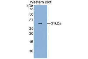Western Blotting (WB) image for anti-CD86 (CD86) (AA 46-282) antibody (ABIN1859589) (CD86 Antikörper  (AA 46-282))