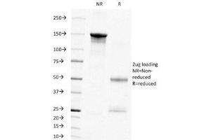 SDS-PAGE Analysis of Purified, BSA-Free PCNA Antibody (clone PC10). (PCNA Antikörper)