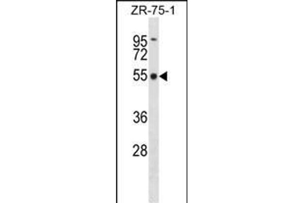 FBXO5 Antikörper  (AA 192-221)