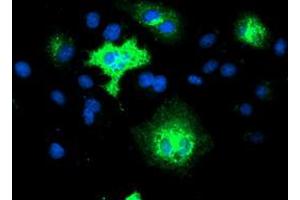 Anti-TMEM80 mouse monoclonal antibody (ABIN2453728) immunofluorescent staining of COS7 cells transiently transfected by pCMV6-ENTRY TMEM80 (RC202288). (TMEM80 Antikörper)